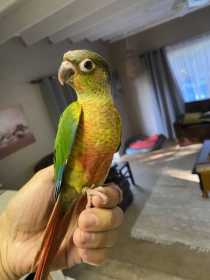 Lost Conure