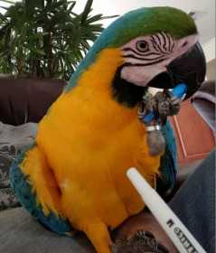 Lost Macaw