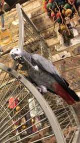 Lost African Grey