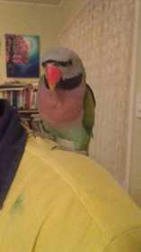 Lost Mustached / Moustached Parakeet