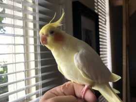 Lost Cockatiel