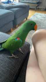 Lost Eclectus
