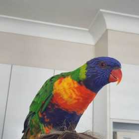 Lost Lory / Lorikeet