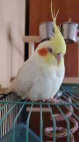 Lost Cockatiel