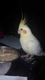 Lost Cockatiel