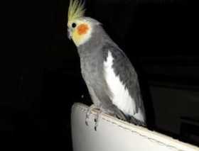 Lost Cockatiel