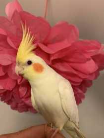 Lost Cockatiel