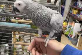 Lost African Grey