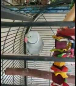 Lost Indian Ringneck Parakeet