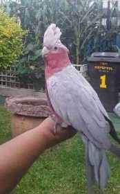 Lost Galah Cockatoo