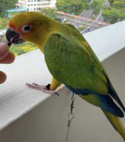 Lost Conure