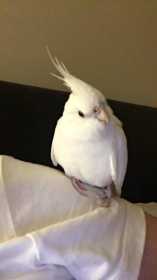 Lost Cockatiel