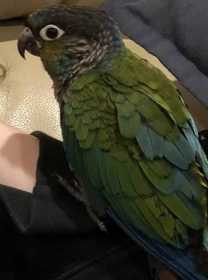 Lost Conure