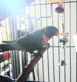 Lost Lory / Lorikeet