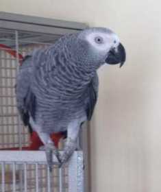 Lost African Grey