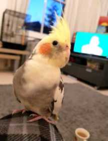 Lost Cockatiel