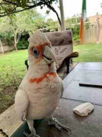 Lost Corella Cockatoo
