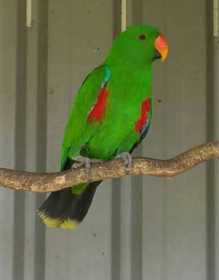 Lost Eclectus