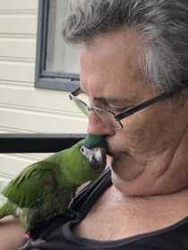 Lost Macaw