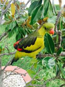 Lost Regent / Rock Pebbler