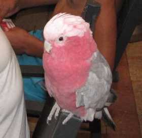 Lost Galah Cockatoo