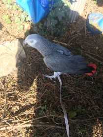 Lost African Grey