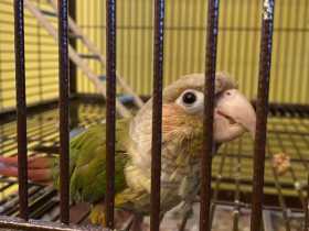 Lost Conure