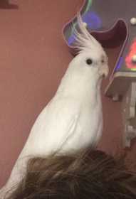 Lost Cockatiel