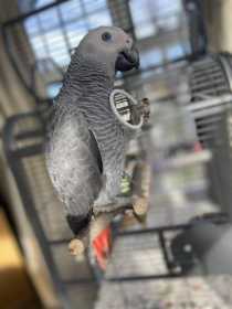 Lost African Grey