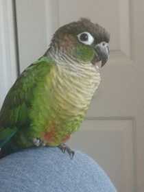 Lost Conure