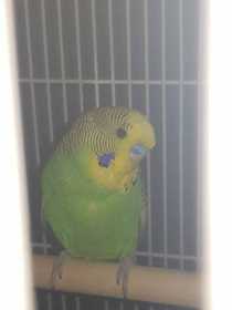 Lost Budgerigar