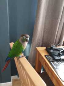 Lost Conure