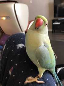 Lost Indian Ringneck Parakeet