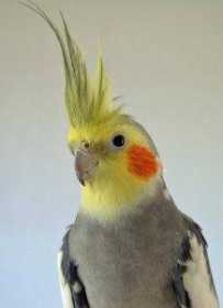 Lost Cockatiel