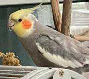 Lost Cockatiel