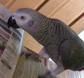 Lost African Grey