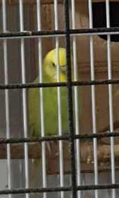 Lost Budgerigar