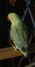 Lost Indian Ringneck Parakeet