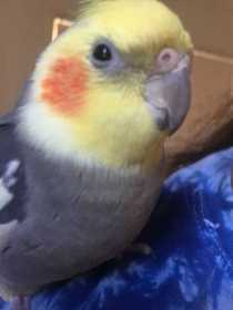 Lost Cockatiel