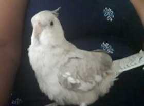 Lost Cockatiel