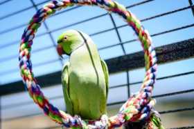 Lost Indian Ringneck Parakeet