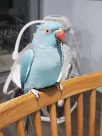 Lost Indian Ringneck Parakeet
