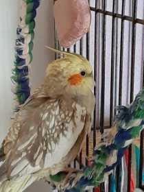 Lost Cockatiel