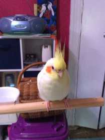 Lost Cockatiel