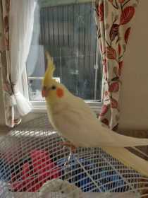 Lost Cockatiel