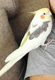 Lost Cockatiel