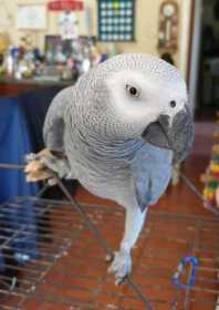 Lost African Grey