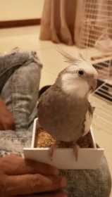 Lost Cockatiel