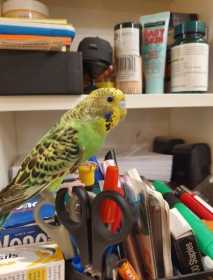 Lost Budgerigar