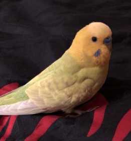 Lost Budgerigar